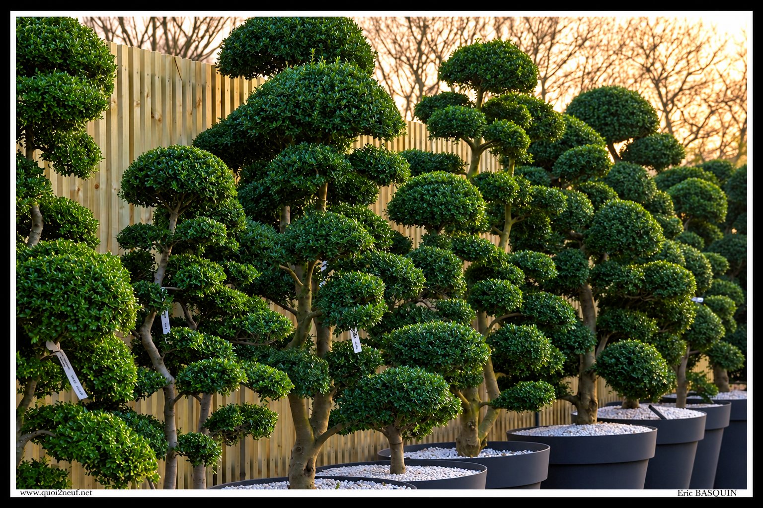 Arbres taillés en nuages dans des pots noirs alignés
