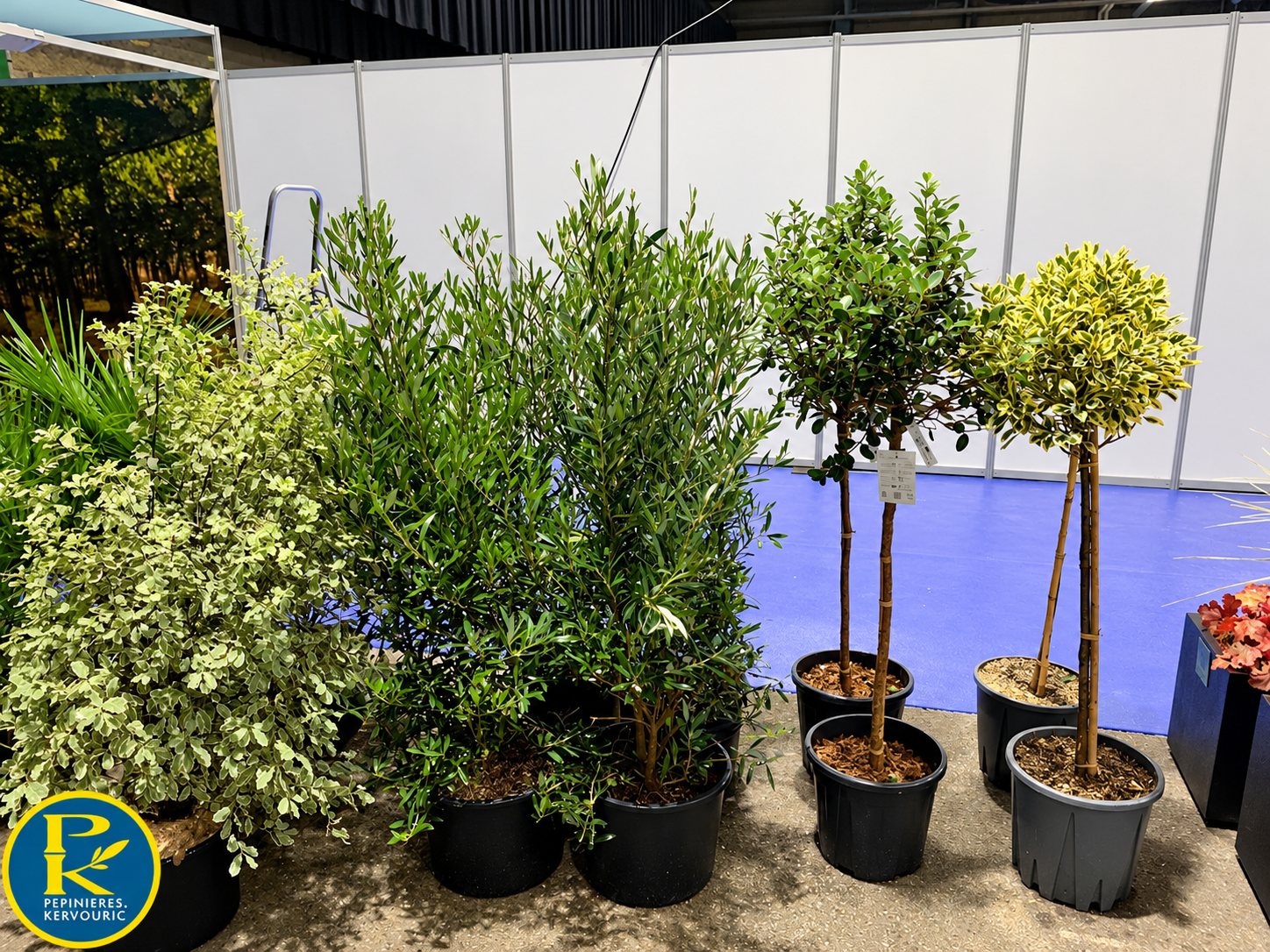 Plusieurs arbustes, oliviers et arbres en tige plantés dans des pots noirs, présentés devant des cloisons blanches sur un stand de salon.
