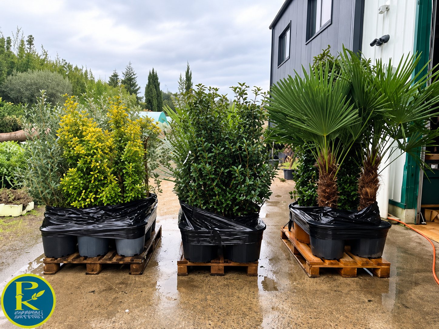 Plusieurs grands arbustes et palmiers plantés dans des bacs noirs posés sur des palettes en bois, devant un bâtiment, sur un sol mouillé.