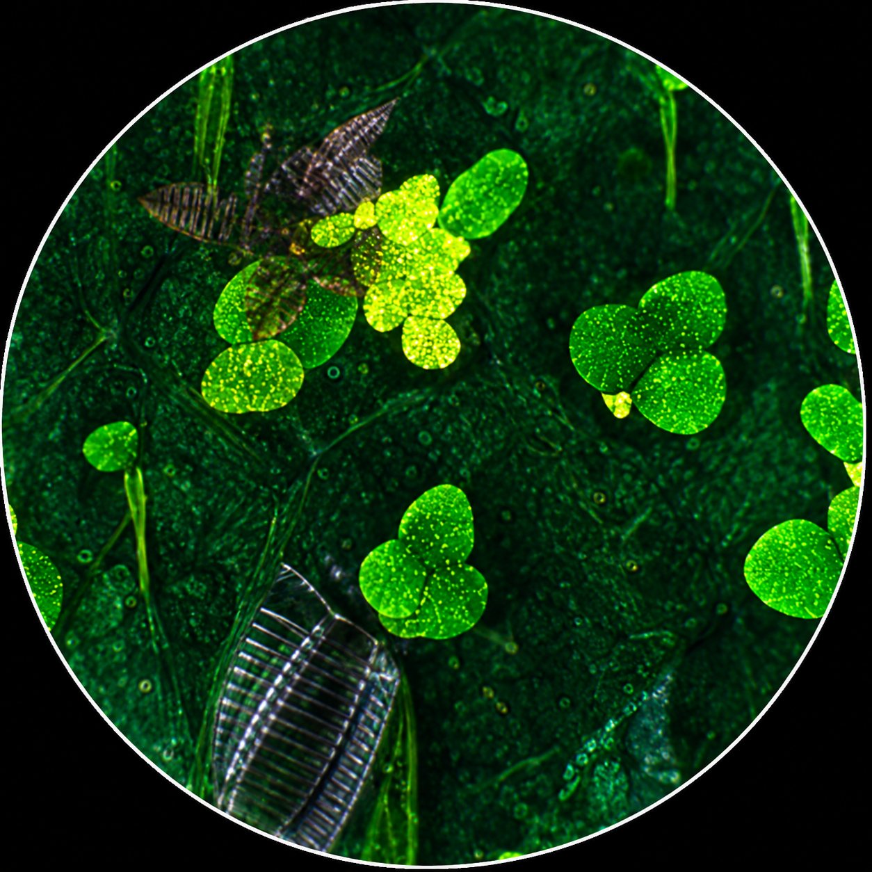 Photo circulaire en gros plan d'un feuillage vert dense et lumineux, avec une forme sombre au centre à gauche.