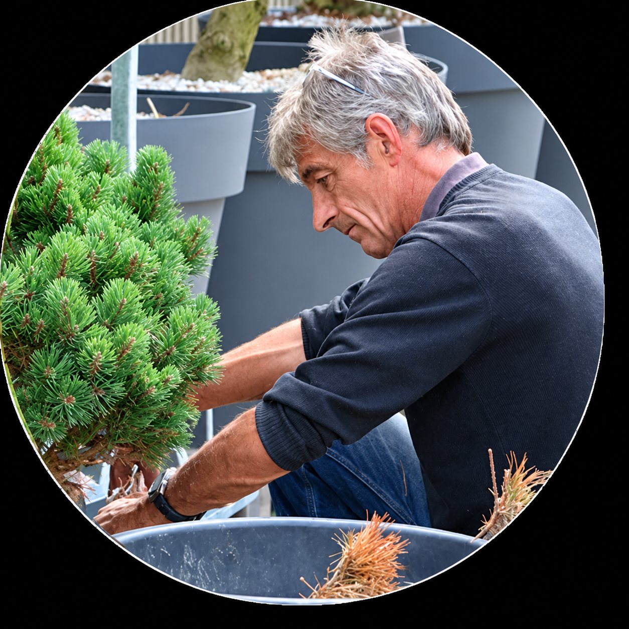 Un homme aux cheveux gris, accroupi près de grands pots gris, s'occupe d'un petit conifère vert au feuillage dense.