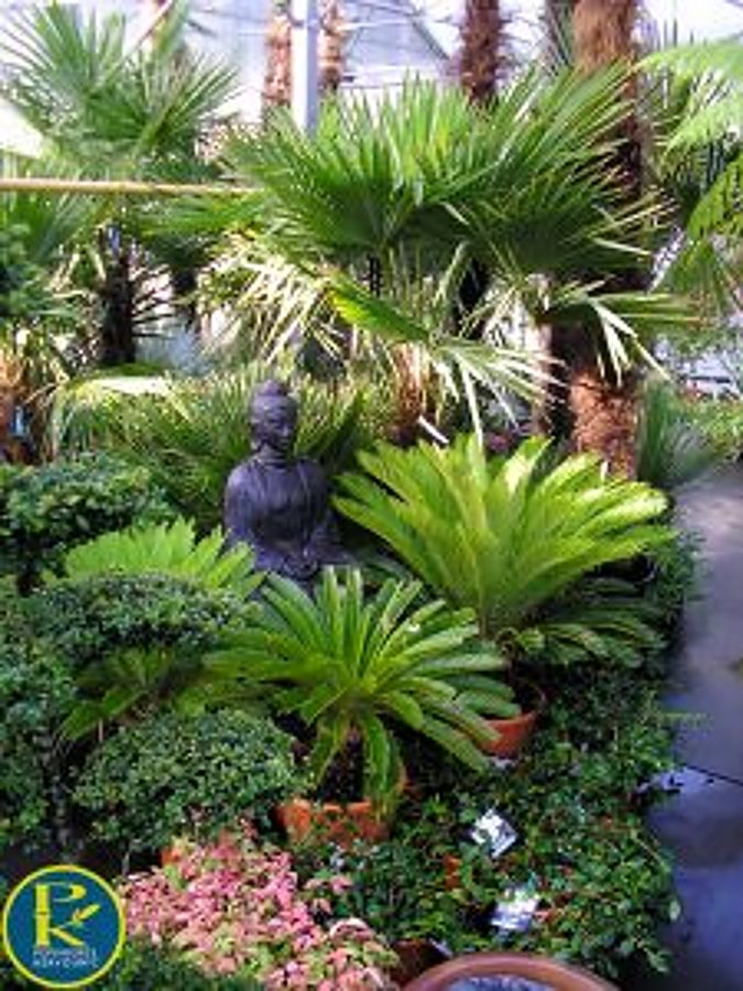 Une statue de Bouddha sombre est entourée de palmiers, de cycas et de plantes vertes dans une serre, avec une allée dallée à droite.