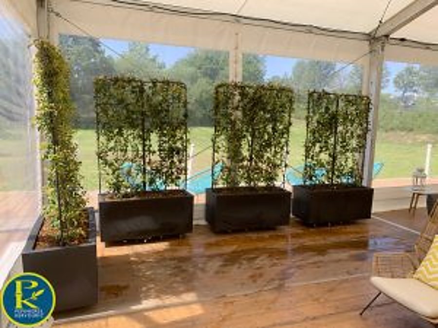 Jardinières noires avec plantes grimpantes sous une tente de réception près d’une piscine