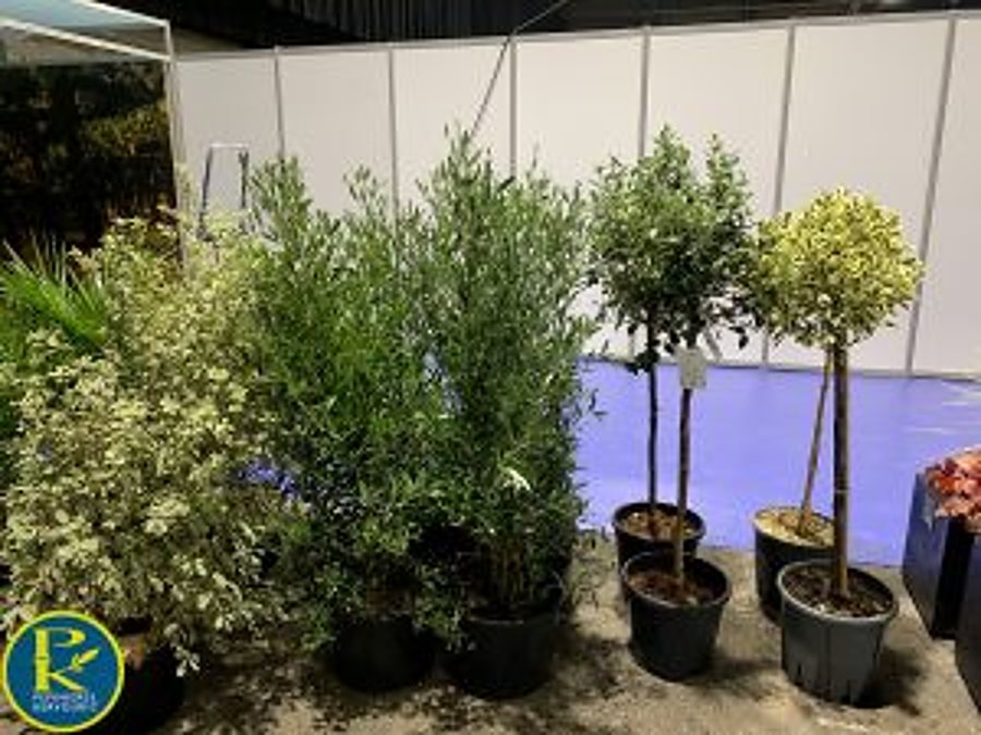 Plusieurs arbustes et petits arbres en pots, dont des oliviers, sont présentés sur un stand devant des cloisons blanches dans une salle d'exposition.