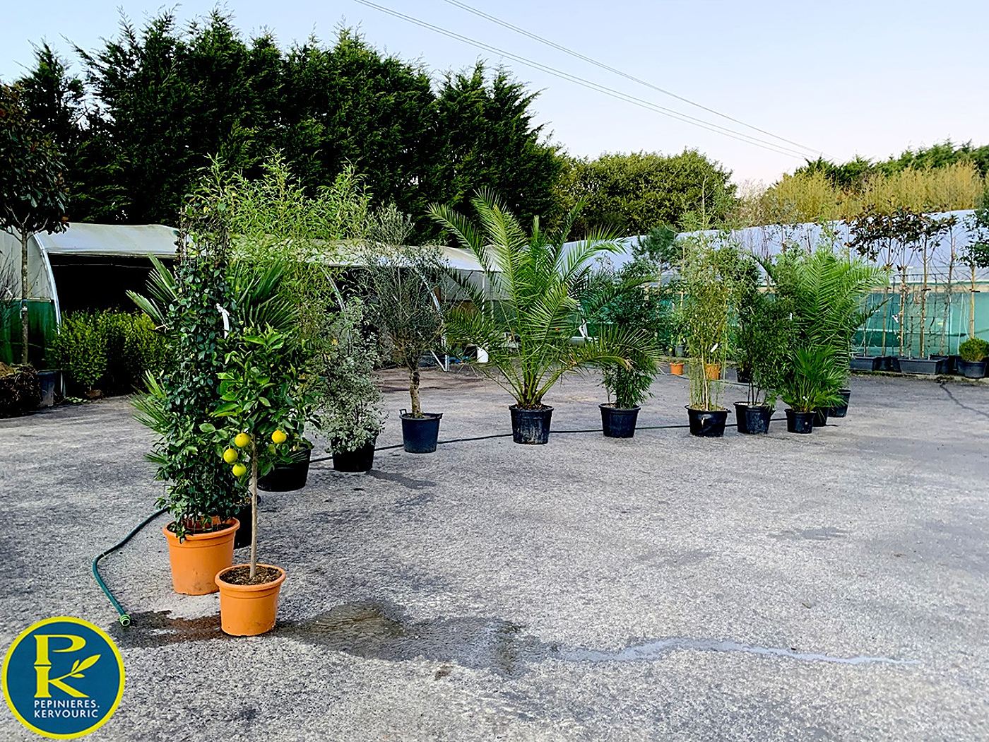 Des palmiers, un citronnier et d'autres arbustes en pots sont alignés sur une aire gravillonnée devant les serres d'une pépinière.