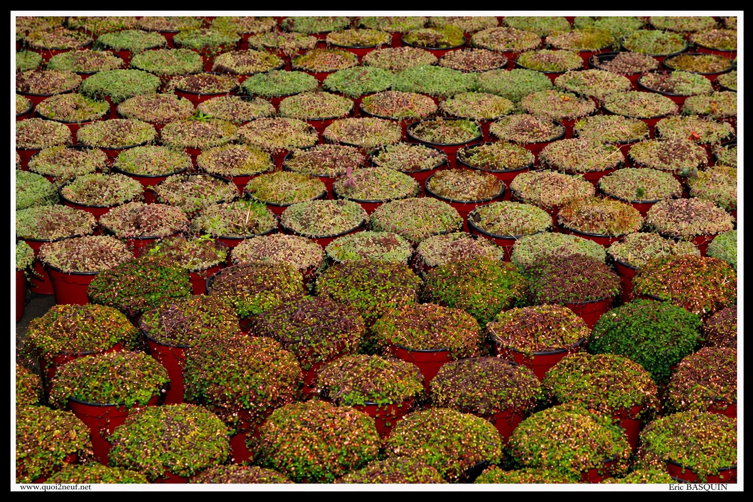 Vue de dessus de nombreux pots rouges alignés, remplis de petites plantes couvre-sol vertes et rougeâtres.