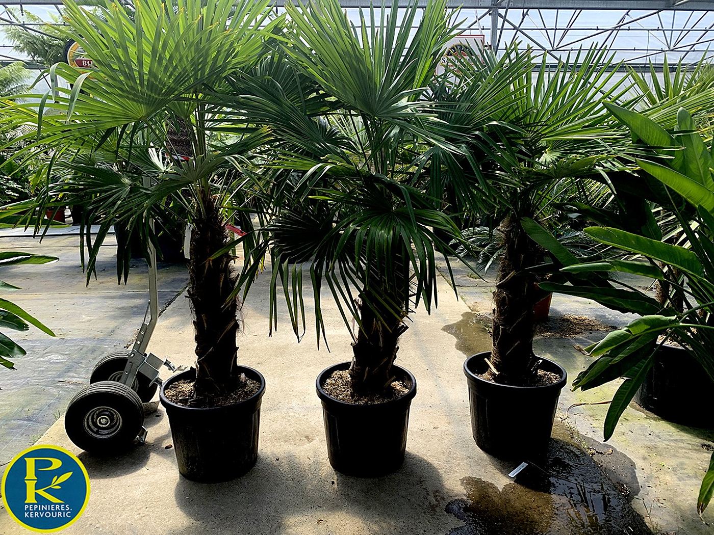 Trois grands palmiers à tronc fibreux plantés dans des pots noirs, posés sur le sol d'une serre de pépinière, avec un diable à roues à gauche.