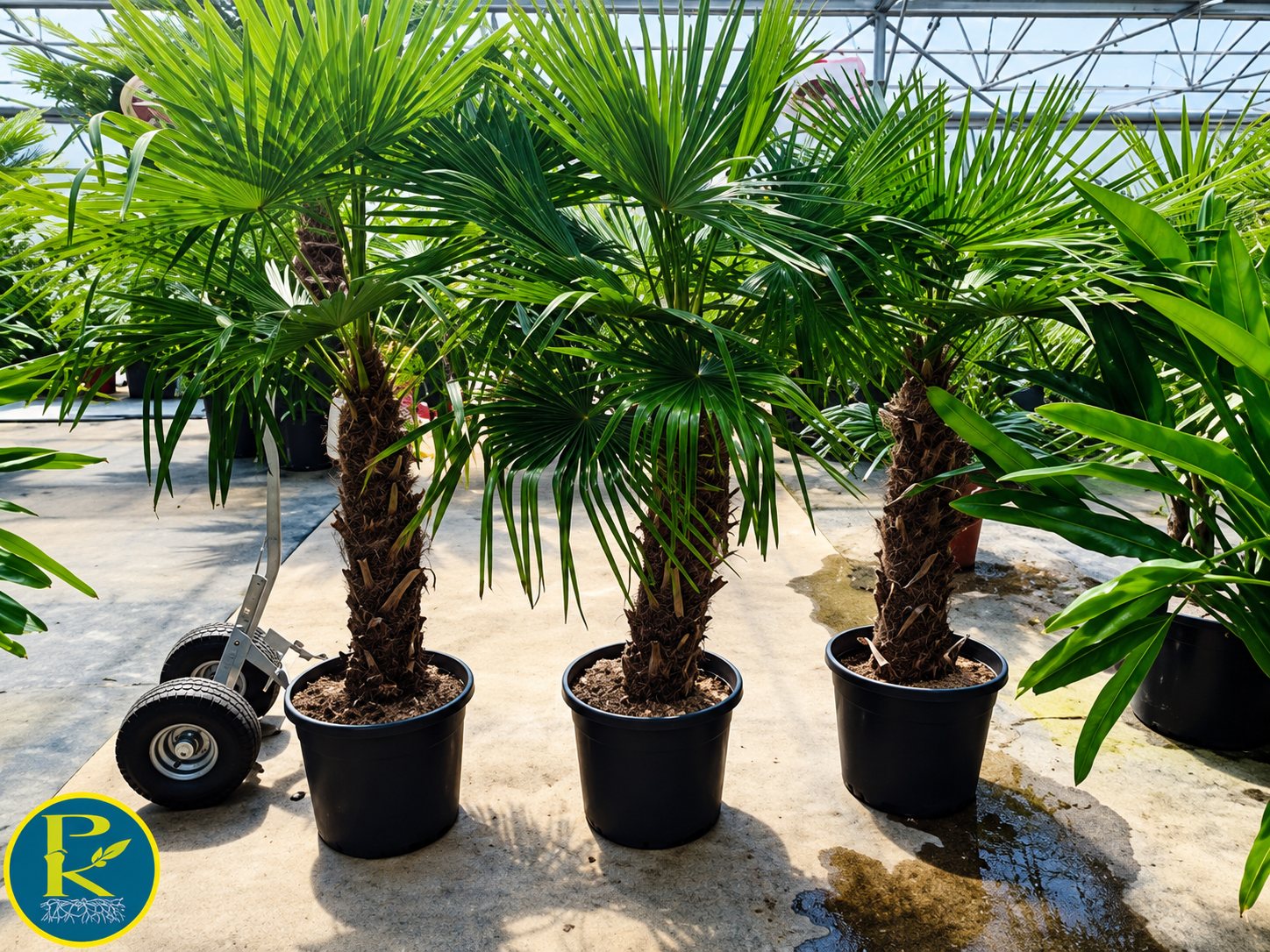 Trois palmiers à tronc fibreux plantés dans de grands pots noirs, alignés dans une serre de pépinière avec d'autres plantes autour.