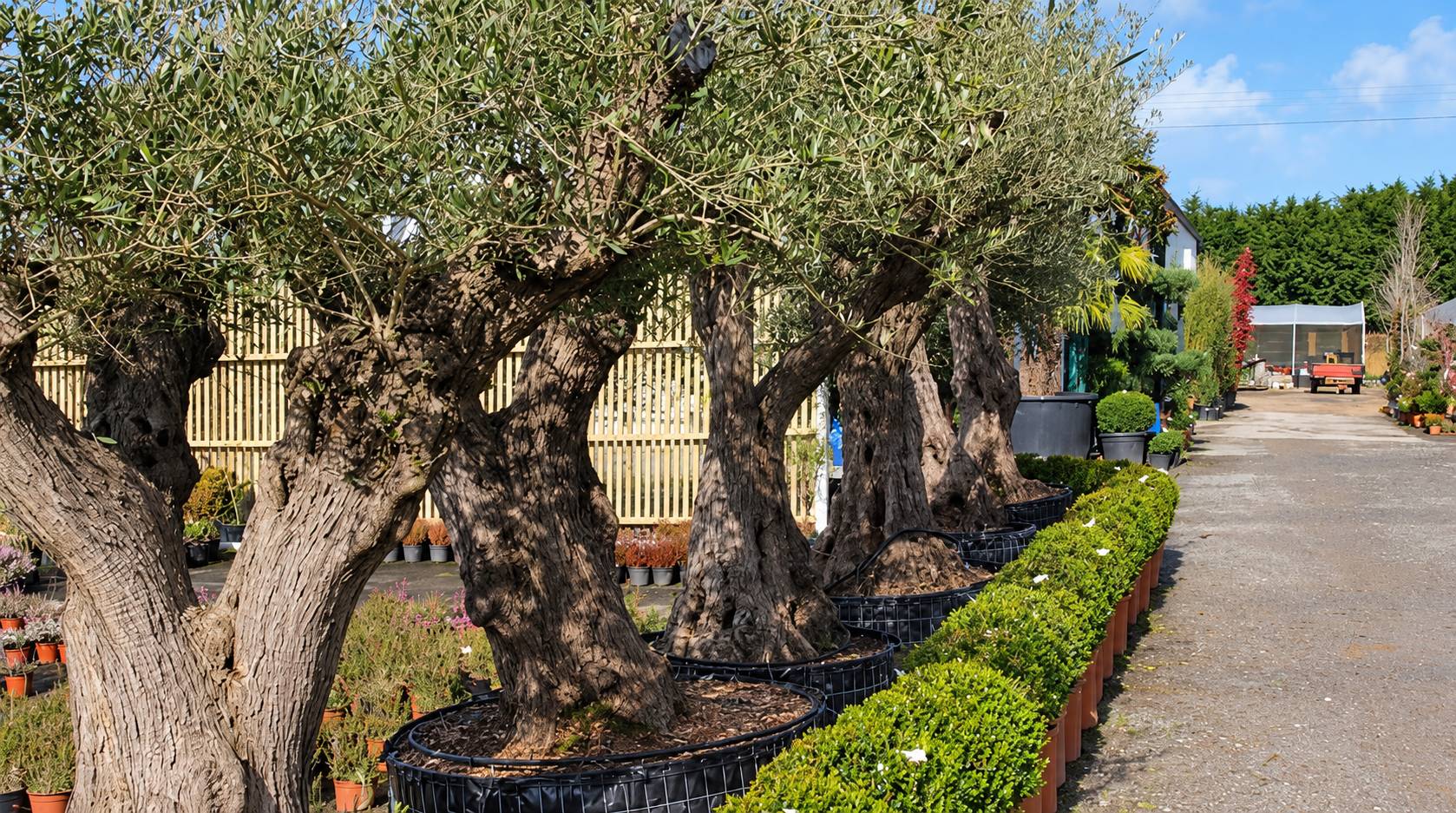 Une rangée de vieux oliviers aux troncs noueux plantés en bacs noirs, bordée de buis en pots, le long d'une allée de gravier dans une pépinière.